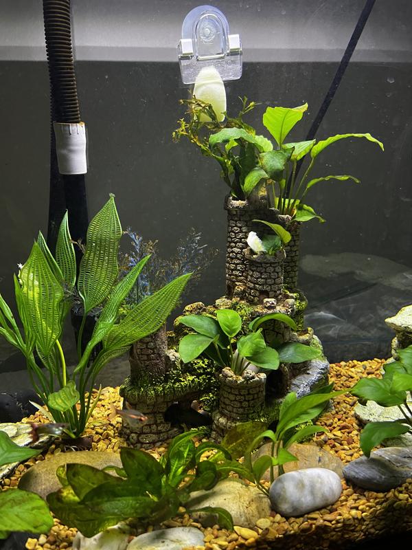 29 gallon