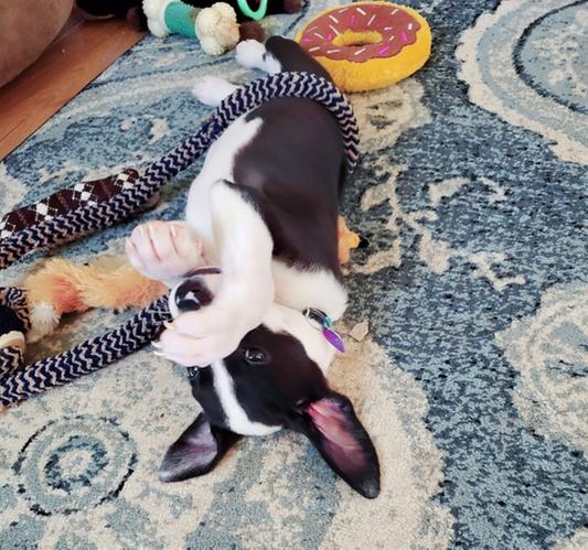 Nutro large breed puppy reviews hotsell