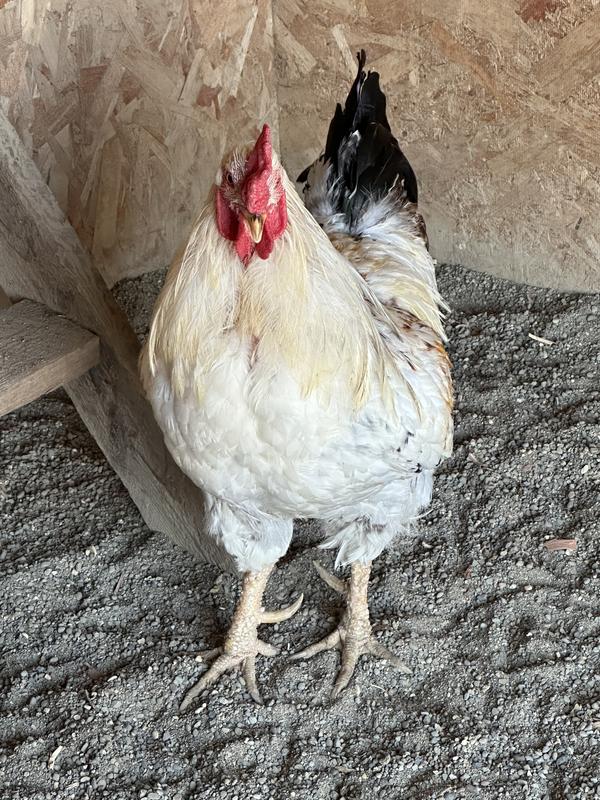My only rooster showing how handsome he is his Name is Elvis