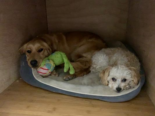 Kaia & Denali