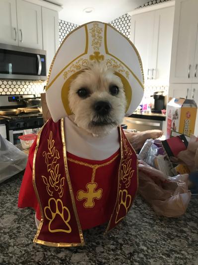 Dog shop pope costume