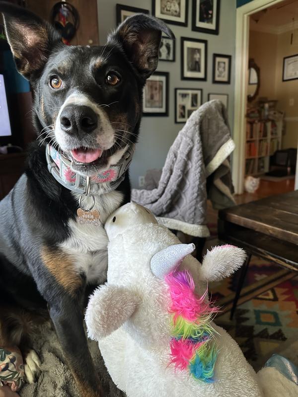 Happy 3rd birthday JoJo!