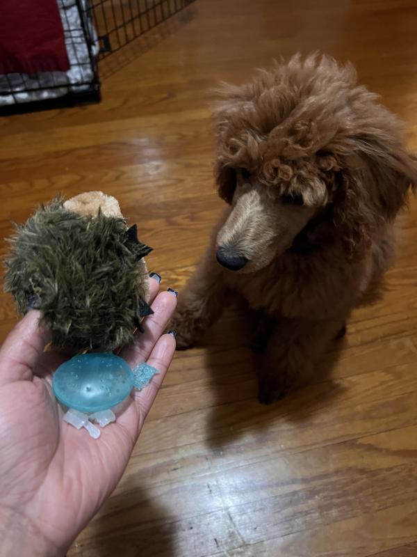 Guilty as charged puppy