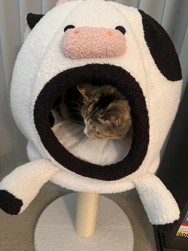Bella, small Calico cat in cat bed