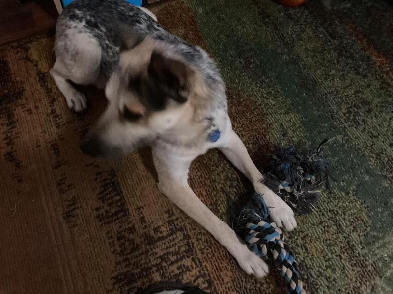 Waylon with his blue rope