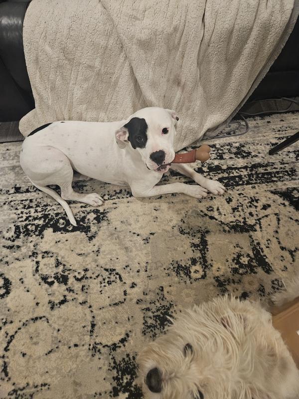 Daenerys and her new chewer