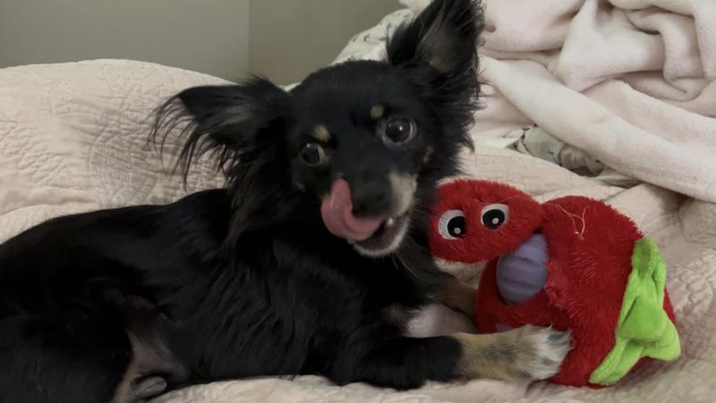 Gizmo’s favorite toy combination is the Woof Flyball inside of his strawberry plushie.