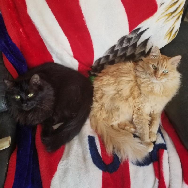 Hex (left) and Hansel (right)