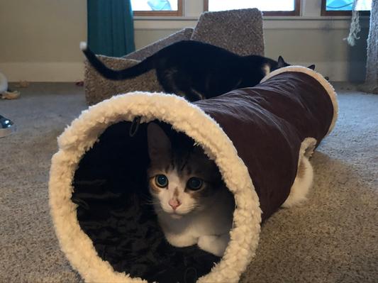 Easyology 2025 cat tunnel