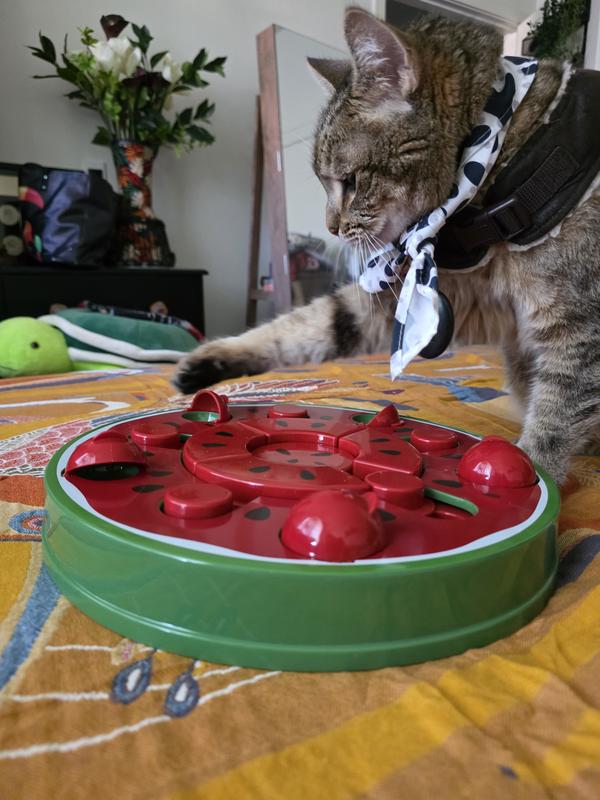 Love my new Watermelon Puzzle !