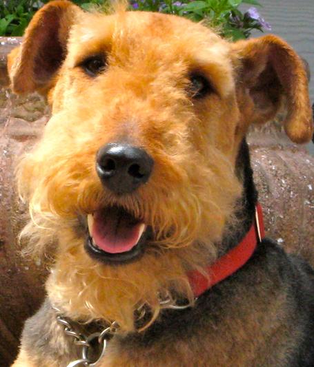 Toby the Airedale