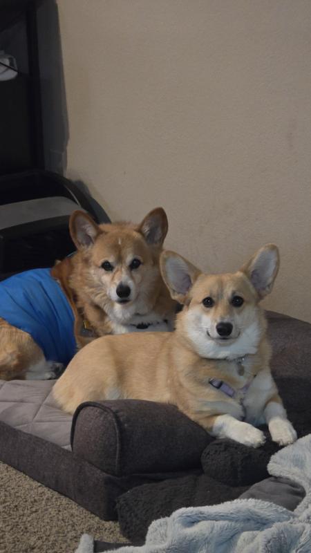 Two corgis looking at the camera. One is wearing a blue belly band, covering about half his torso.