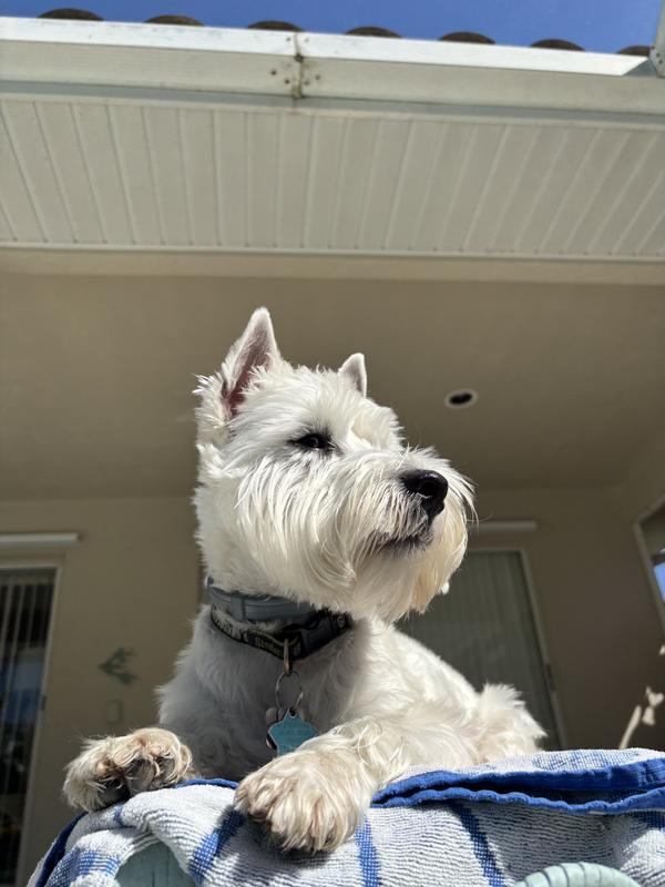 A healthy, happy Westie!