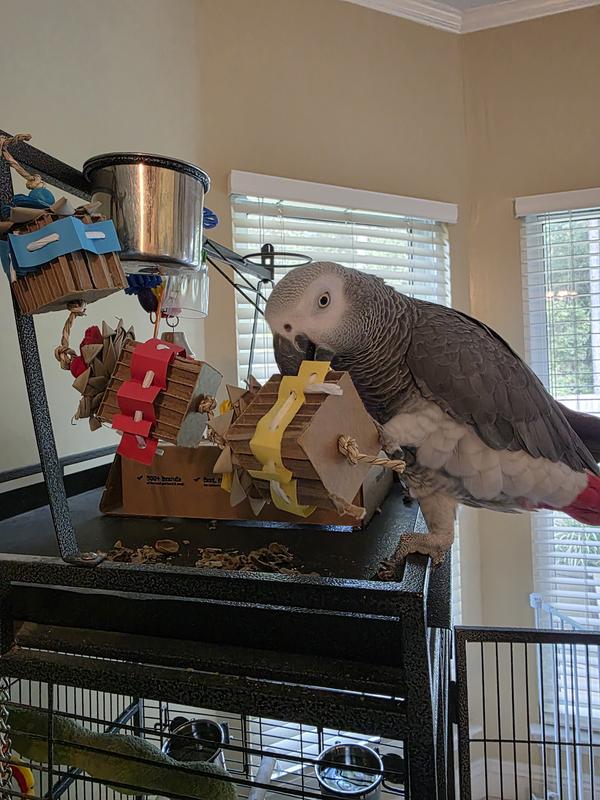 Sterling with his new toy!