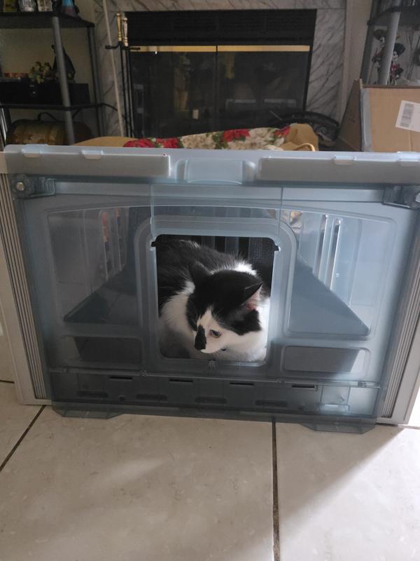 This is Little Burrito and he loves being inside of the box