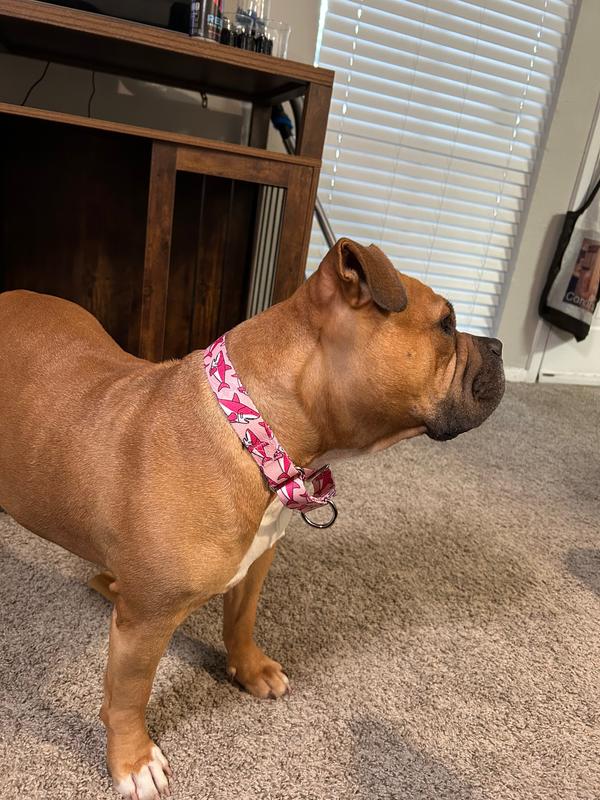 Kimber displaying her new collar. :)