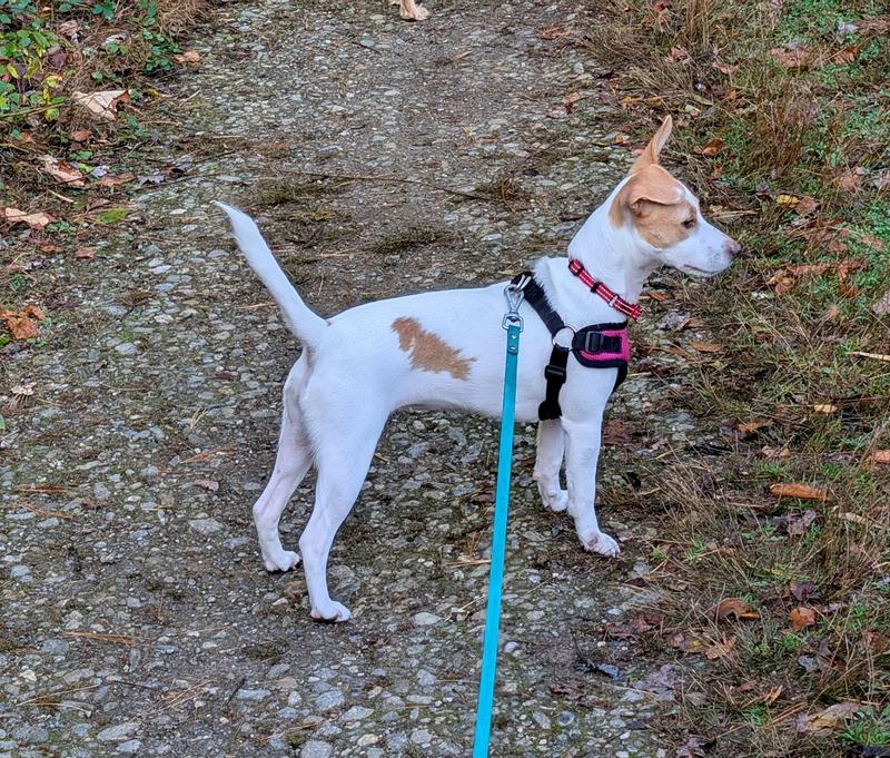 Does this 15lb girl look like a beagle/Alaskan malamute mix?