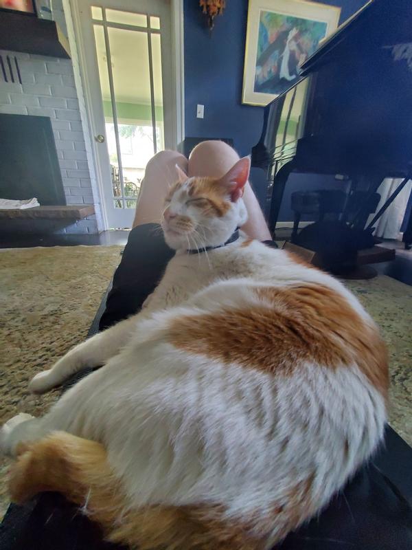 Calm cat interrupting yoga