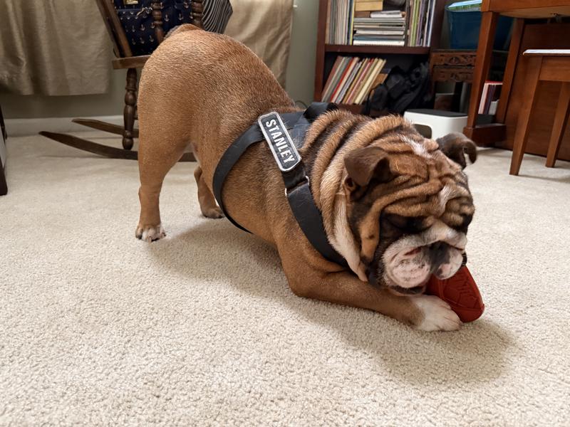 This is his favorite position to chew his favorite bones.