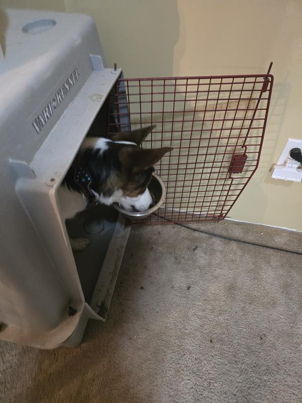 Angel and Xena loving their new dog food after the transition from their old dog food.