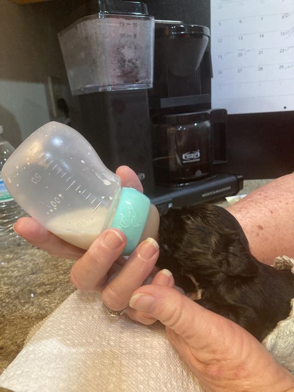 Charlie savoring his puppy milk