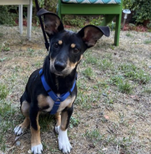 Our sweet smelling puppy Winnie