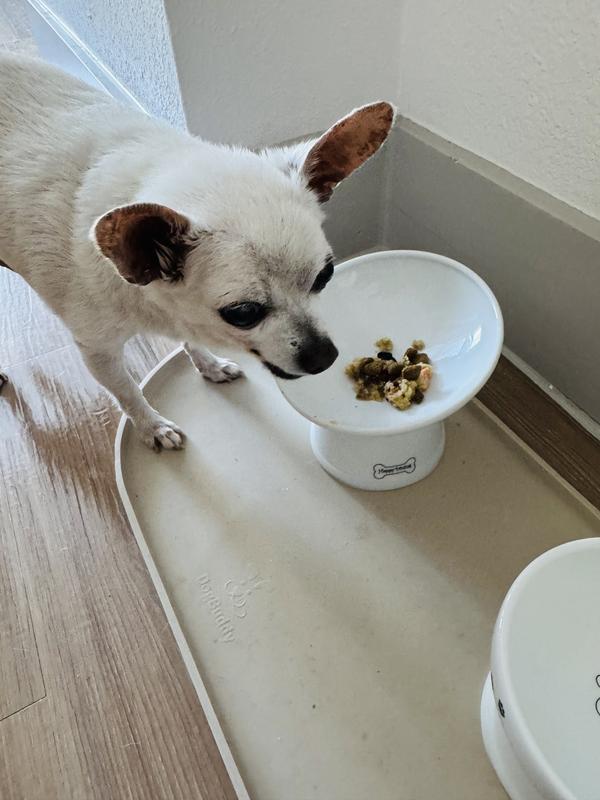 Charlie, 16-year-old chihuahua, enjoys this!