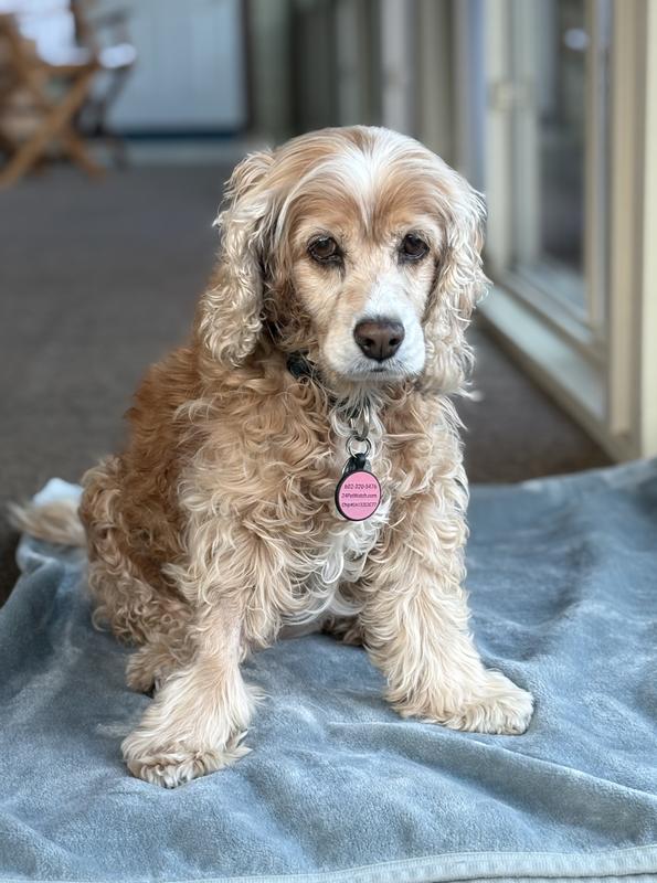 One of Angie’s last pictures. She died a few days later.