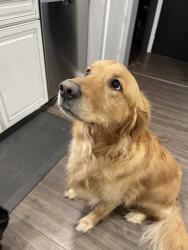 Look at her beautiful coat after using this product!