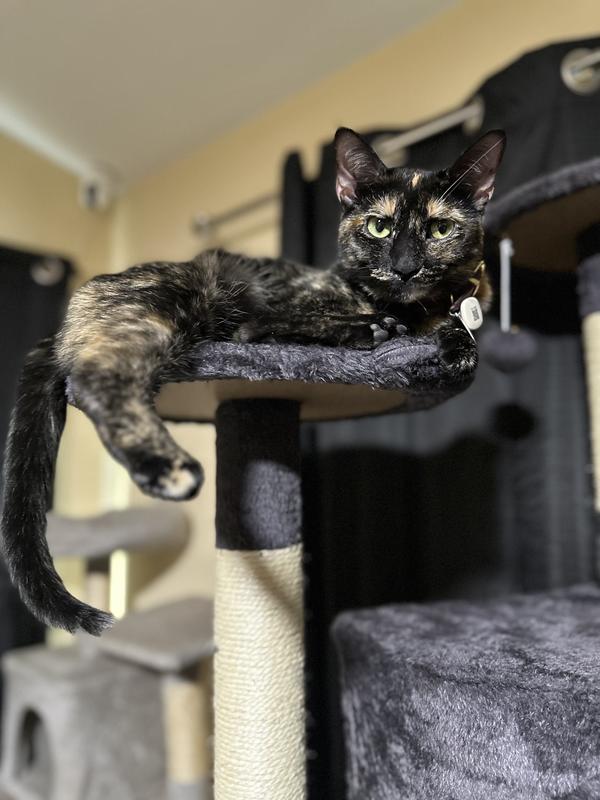 Queen of the castle