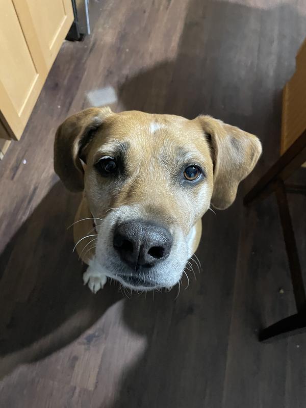 Getting excited even just smelling it