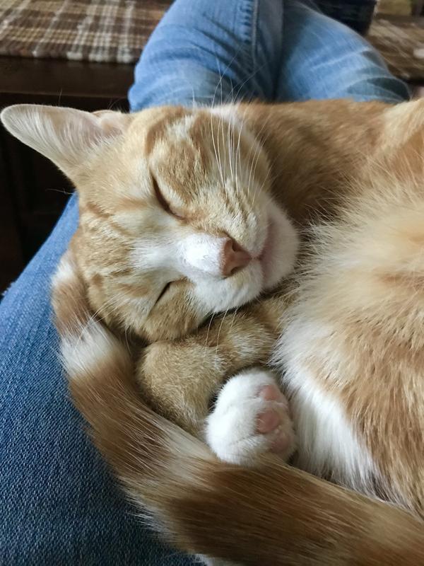 Nothing like a good nap after eating chicken & duck