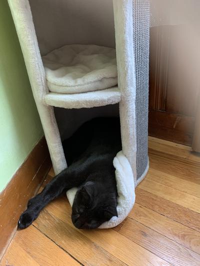 Beau in the new Cat Condo enjoying a late morning nap!