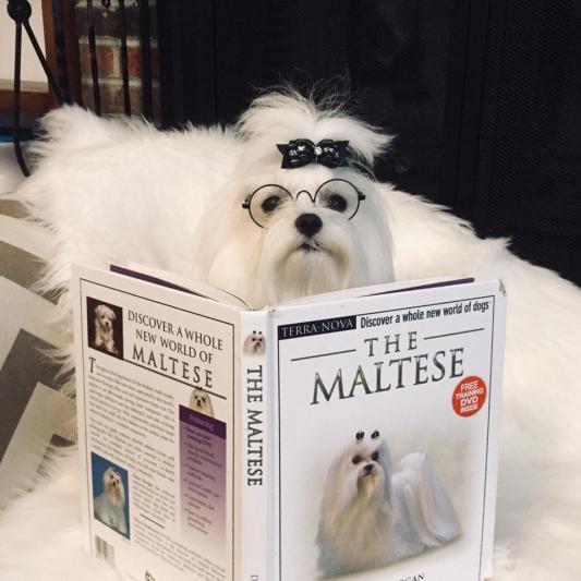 Champ loves to read. He said his Stela and Chewy keep him focused.
