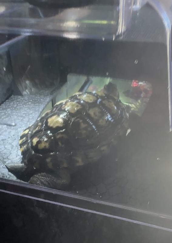 5 year old red eared slider