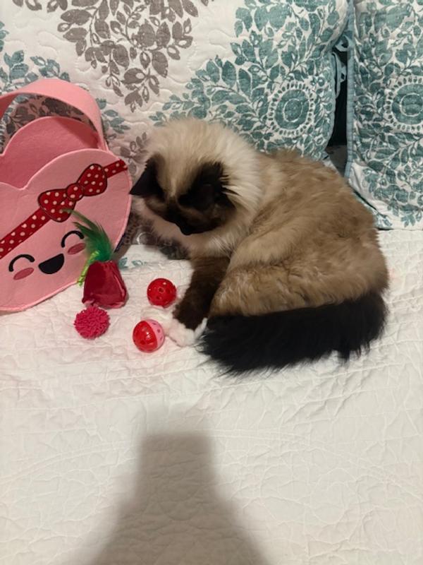 My cat loves the plastic balls.