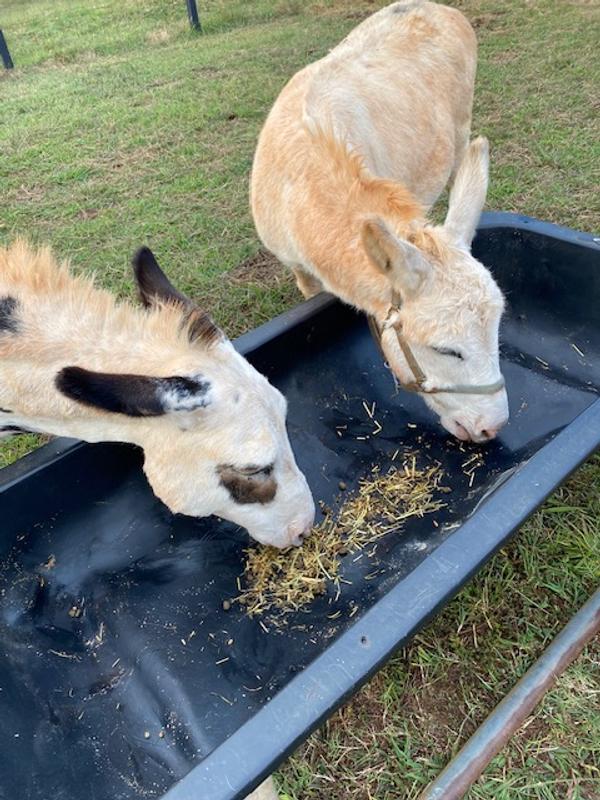 Hank and Fergus Enjoying the Fiberforce