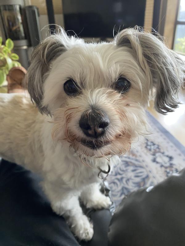 She’s 12 years old and very  persnickety  persnickety