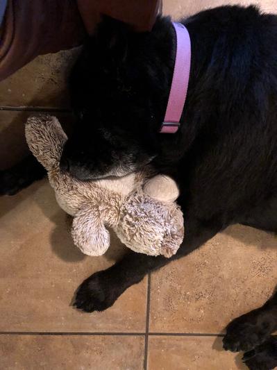 Lola and her pup toy = Happy Dog