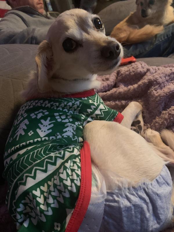 Hes comfy and doesnt mind having them on