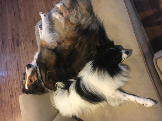 My happy boys who are now huge Chewy fans!
