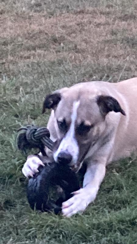 Mommy bought me 8 toys this is my favorite!