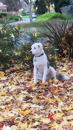 TBoy2, my senior baby.