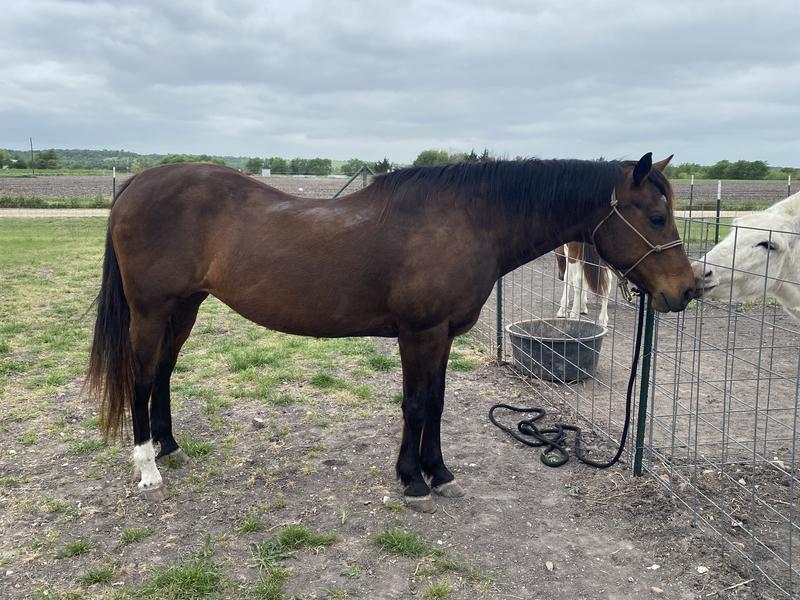 36 year old mare, been on missing link 6 years