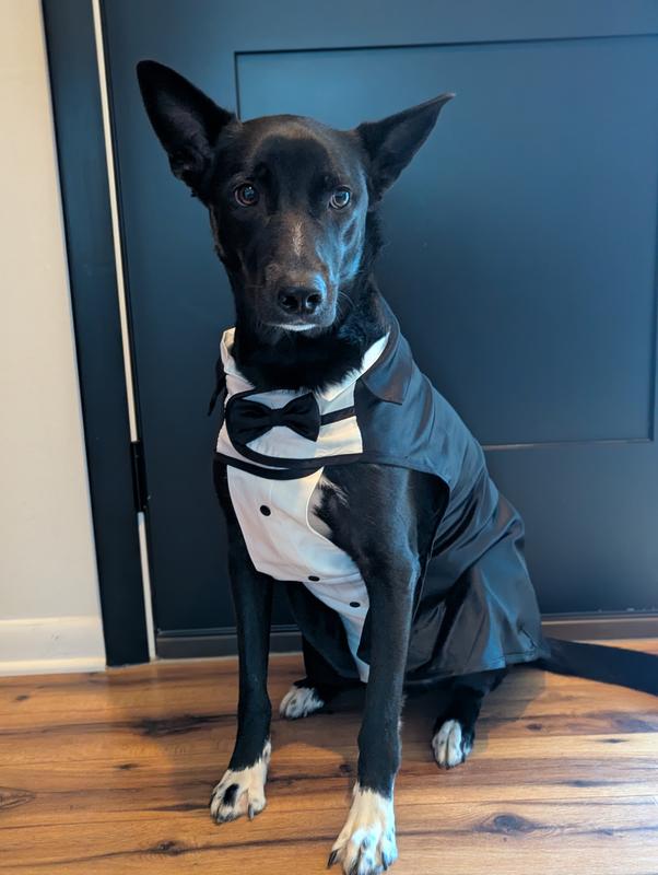 Frisco Formal Dog & Cat Tuxedo, Black