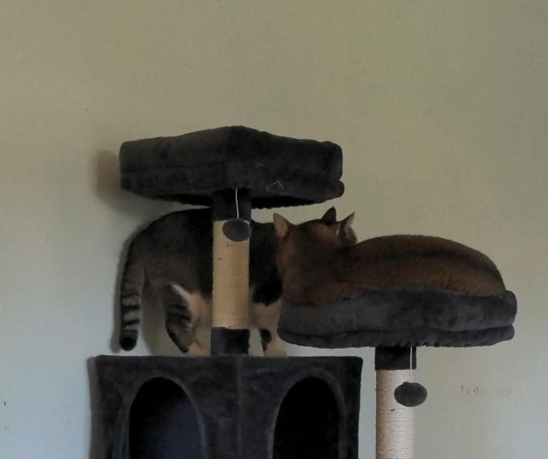 FRISCO 64in Cat Tree with Hammock, Condo, 2 Top Perches with Bed, Gray