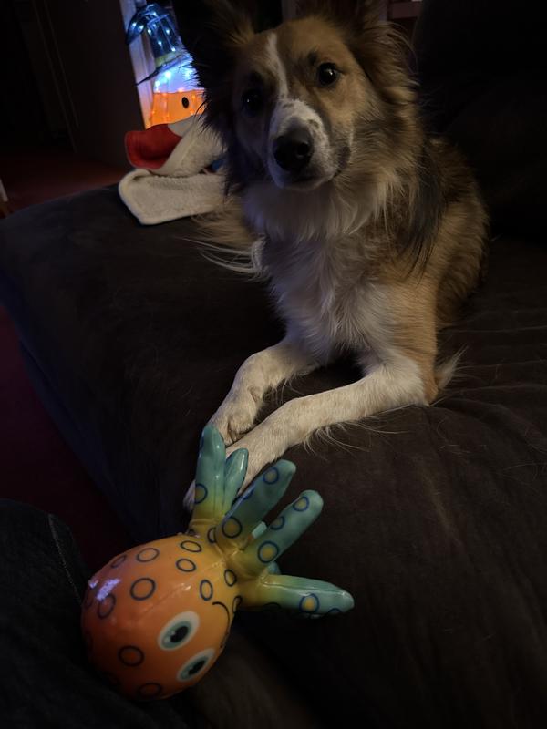 Product Reviews for KONG Shieldz Tropics Octopus Dog Toy