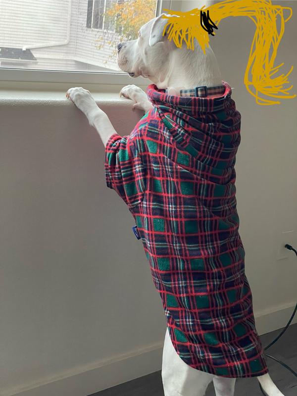 Perfect for a pitbull