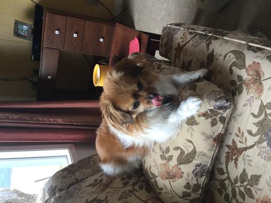 Feeling satisfied after my whimzees treat