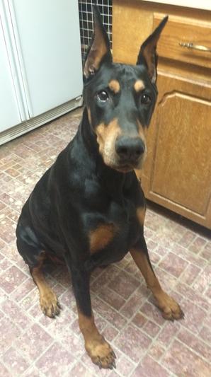 Luka, my large and lean Doberman